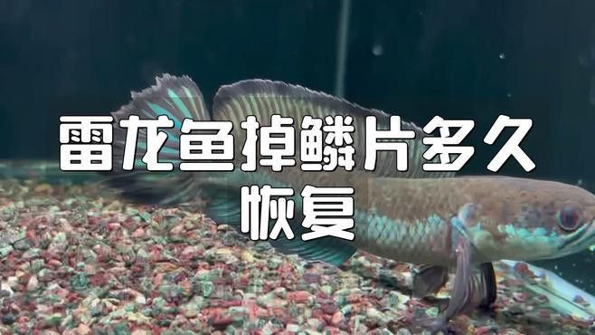 龍魚鱗片拔除后多久會恢復