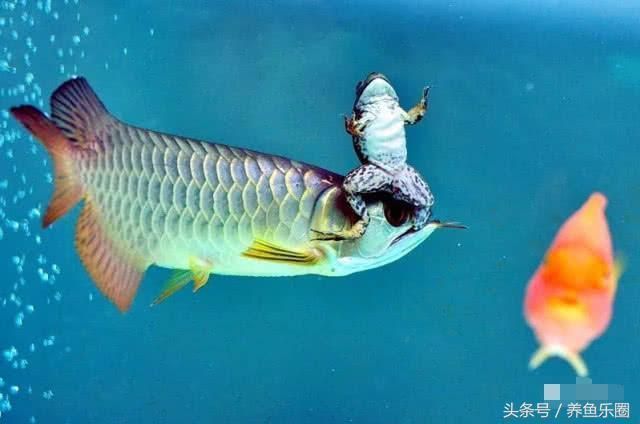 龍魚喂什么活食好吃