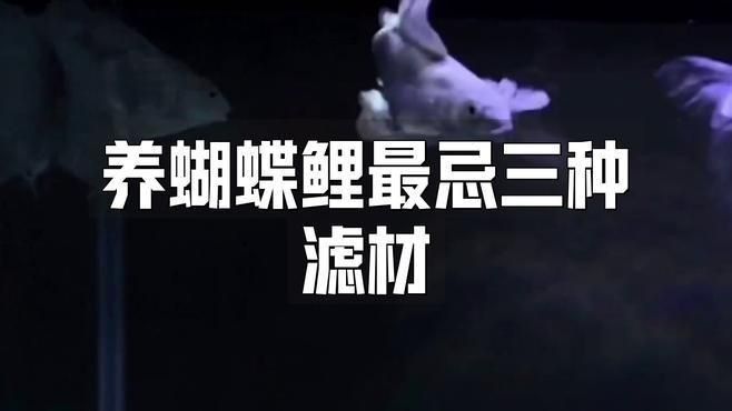 錦鯉濾材最忌三種東西