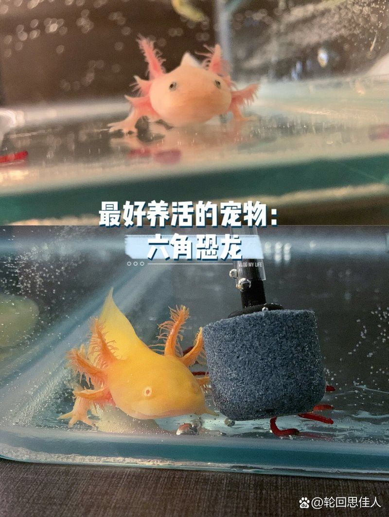 六角龍魚好養不