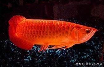 龍魚疾病預(yù)防方法視頻播放大全：關(guān)于龍魚疾病的預(yù)防方法視頻
