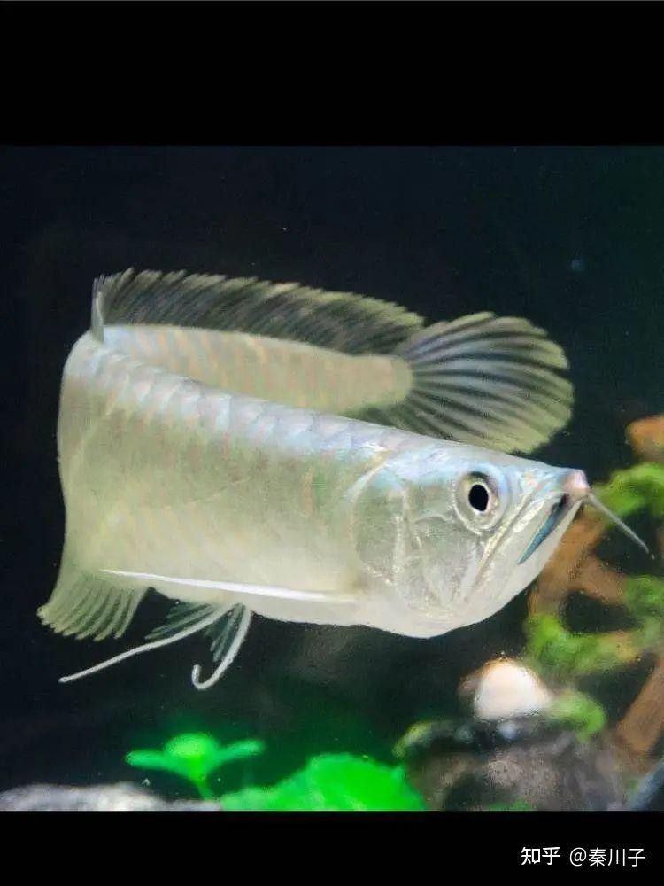 銀龍魚一個月能長多大啊