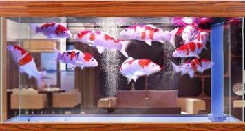 海南雷龍魚(yú)（海南水域中可能有雷龍魚(yú)的存在）