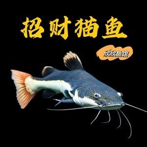 與龍魚和虎魚相關的成語