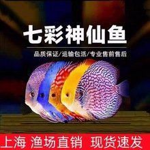 藍面財神種魚一條多少錢