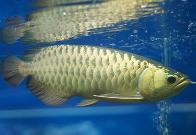 龍魚黑身病：什么是龍魚黑身病