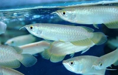 龍魚黑身病：什么是龍魚黑身病