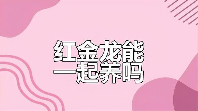 紅龍魚和金龍魚哪個兇猛