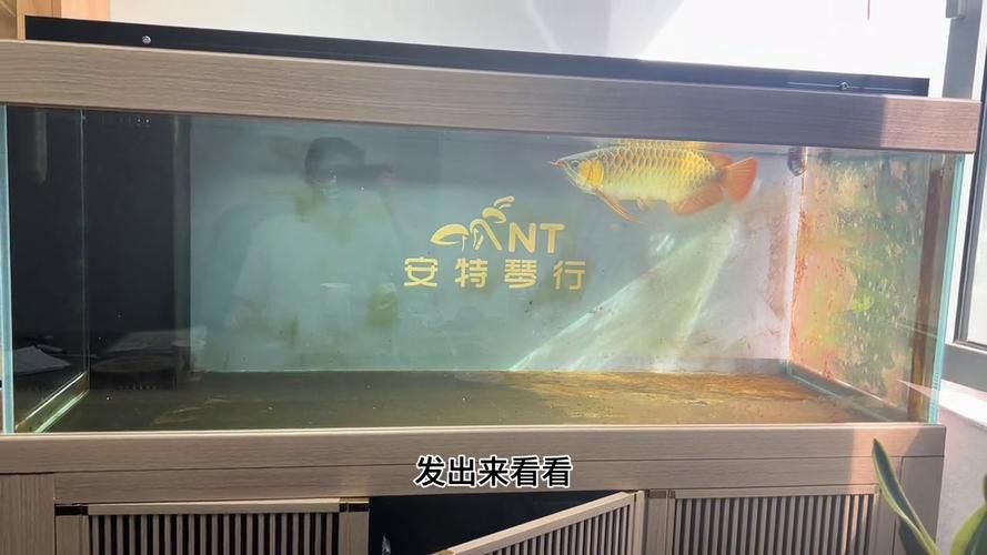 什么樣的紅龍魚最好養活圖片大全
