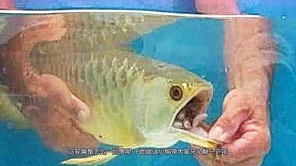兩年的金龍魚為什么不吃東西：兩年的金龍魚不吃東西可能由多種因素導致，飼養者要注意