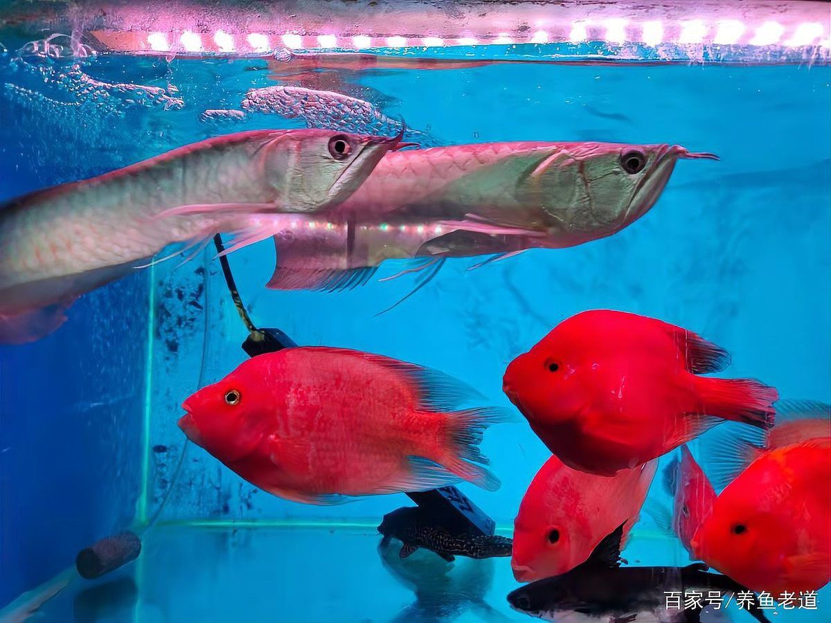 60公分的魚缸可以養(yǎng)銀龍魚嗎