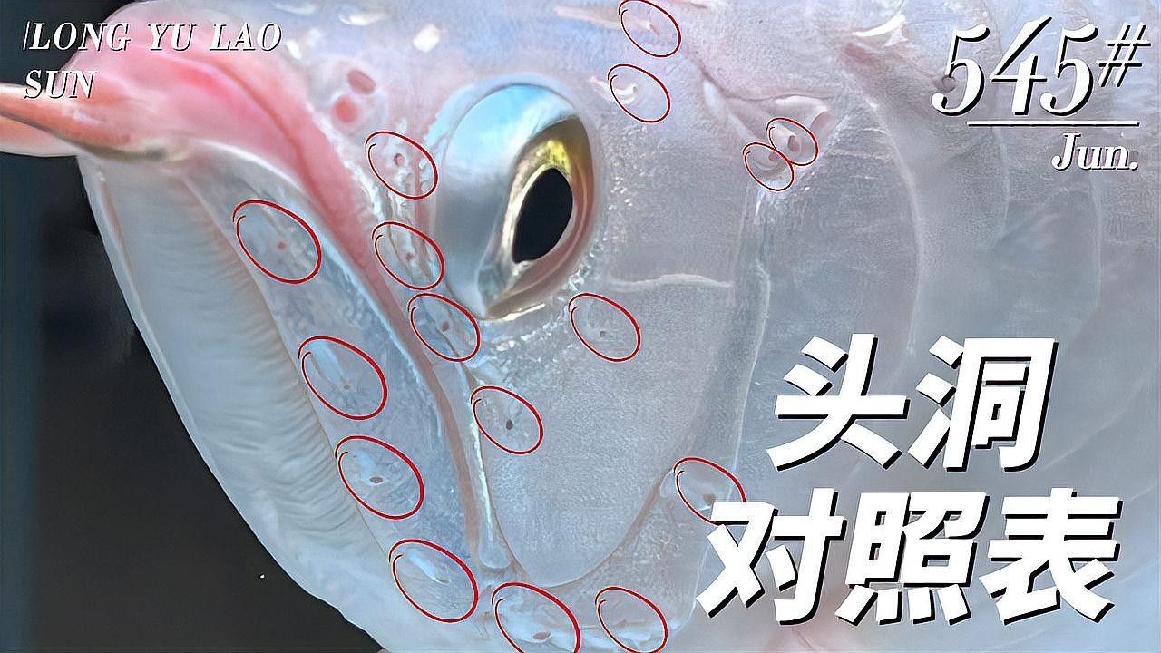 龍魚老孫視頻祥龍漁場 龍魚老孫視頻祥龍漁場 龍魚百科 第1張