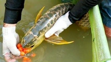 金龍魚產(chǎn)卵是從哪里出來的？：金魚產(chǎn)卵在水草上嗎