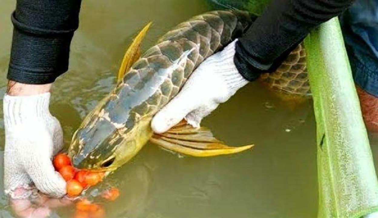金龍魚產(chǎn)卵是從哪里出來的？：金魚產(chǎn)卵在水草上嗎