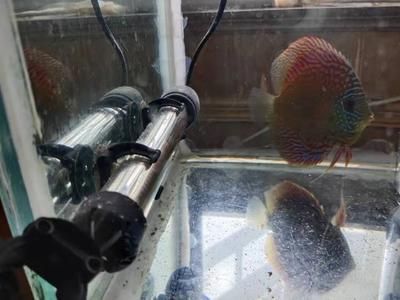 龍魚配七彩神仙魚能繁殖嗎：龍魚和七彩神仙魚可以混養(yǎng)嗎