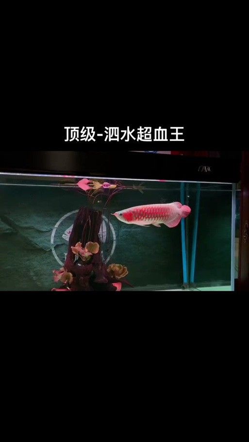 泗水紅龍魚(yú)的市場(chǎng)價(jià)格波動(dòng)大嗎？