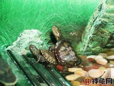 龍魚一會(huì)趴缸一會(huì)游動(dòng)正常嗎怎么回事：龍魚趴缸和游動(dòng)情況可能由多種因素引起龍魚情緒緊張
