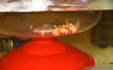 小龍魚會不會吃魚卵呢：小龍魚會吃魚卵嗎