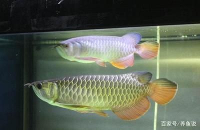 紅龍魚哪里產(chǎn)的（關(guān)于紅龍魚的產(chǎn)地信息）