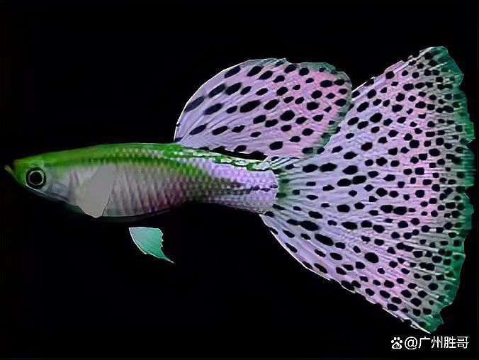 孔雀龍魚的最佳飼養環境是什么？