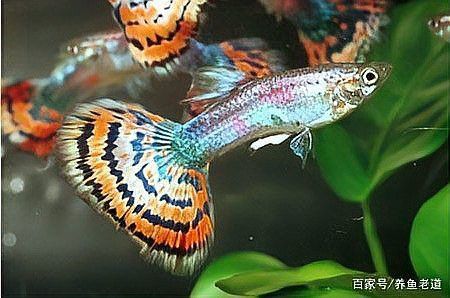 孔雀龍魚的最佳飼養環境是什么？