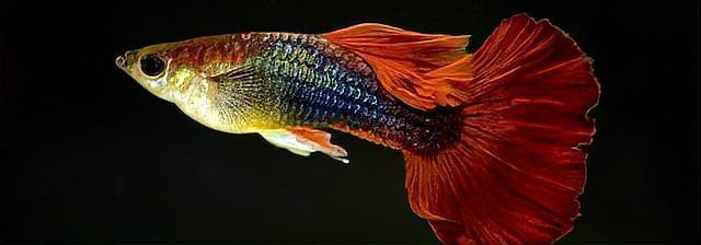 孔雀龍魚的最佳飼養環境是什么？