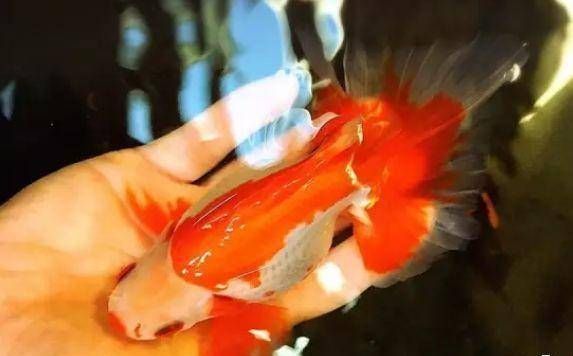 龍魚燒尾如何治療？