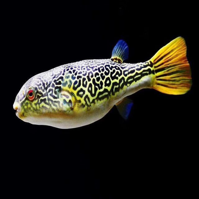龍魚配魚中層魚（與龍魚混養(yǎng)的中層魚）
