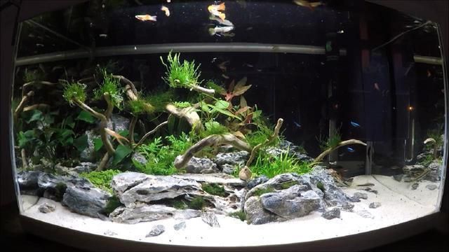 水草魚缸造景教程視頻，水草魚缸造景視頻教程