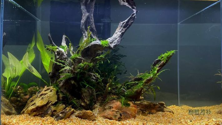 水草魚缸造景教程視頻，水草魚缸造景視頻教程
