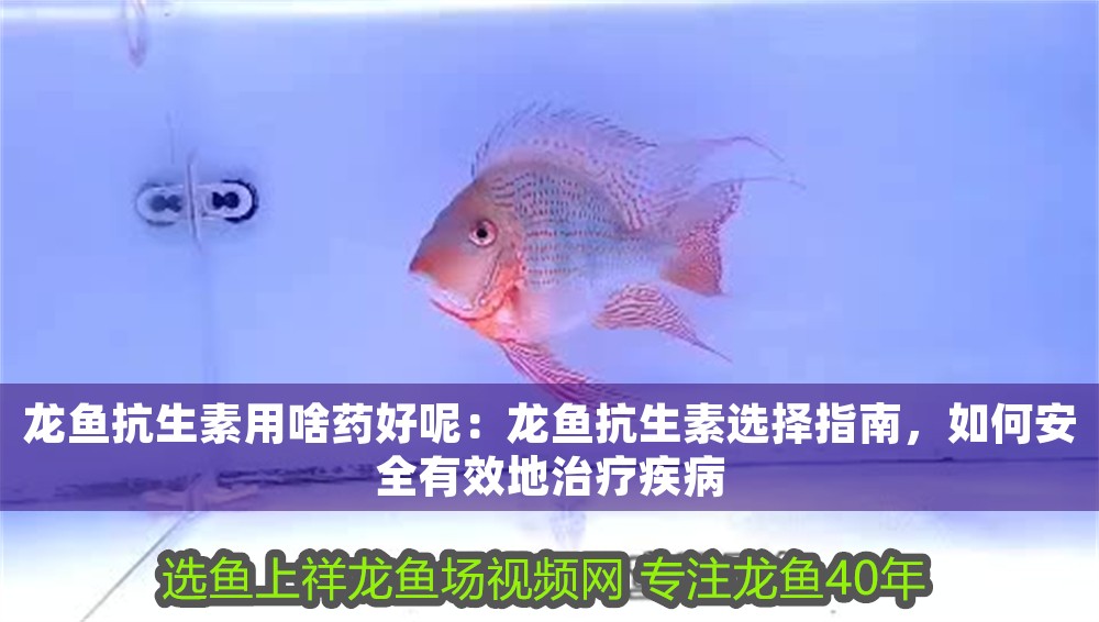 龍魚抗生素用啥藥好呢：龍魚抗生素選擇指南，如何安全有效地治療疾病