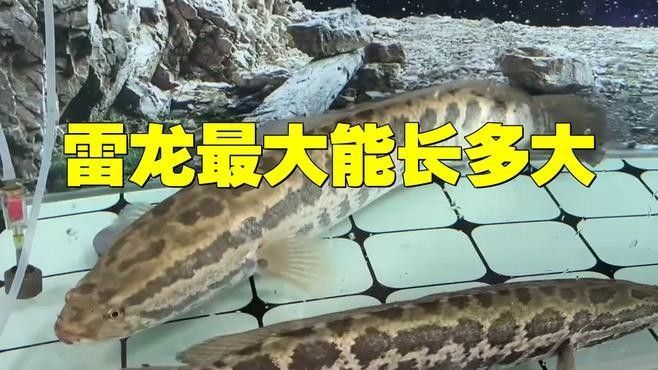 雷龍魚長度