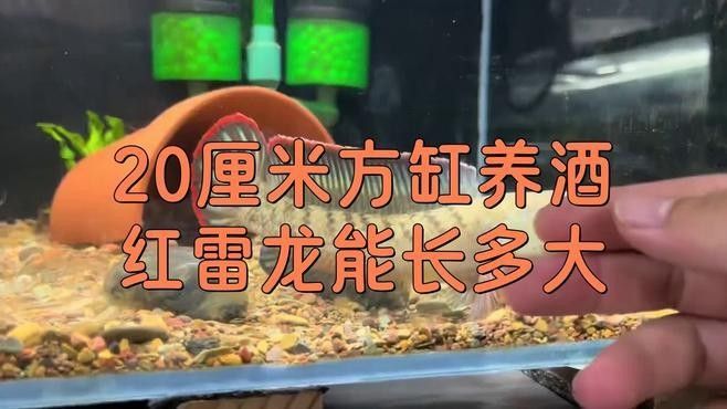 雷龍魚(yú)長(zhǎng)度