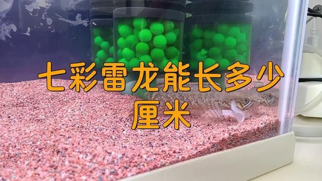 七彩雷龍魚能長多大酒紅