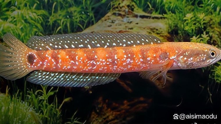 雷龍魚吃小魚嗎怎么喂