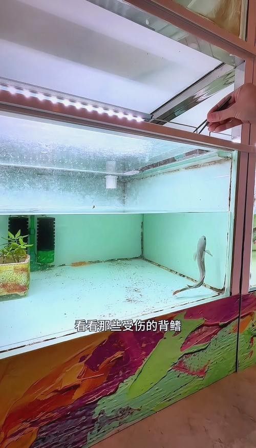 雷龍魚吃小魚嗎怎么喂