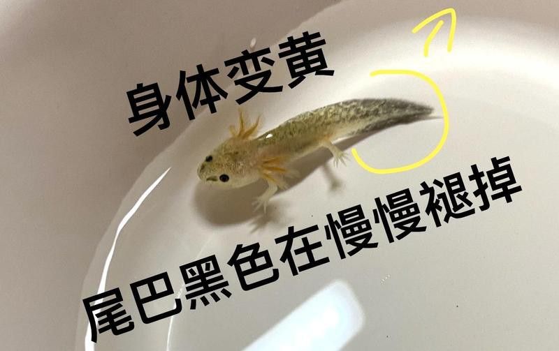 六角龍熒光色是如何產(chǎn)生的？