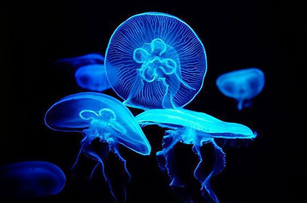 六角龍熒光色是如何產(chǎn)生的？