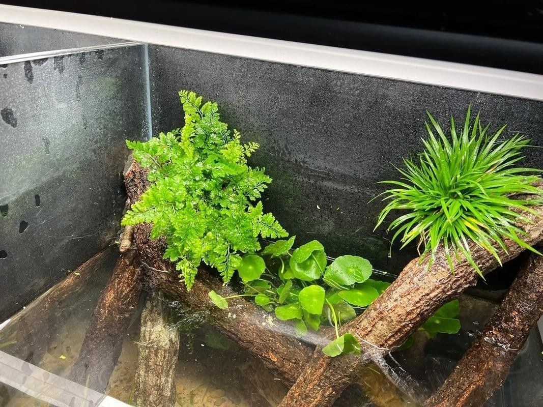 龍魚魚缸布景圖片大全集