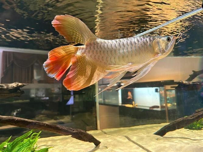 龍魚魚缸布景圖片大全集