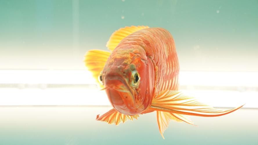 龍魚魚缸布景圖片大全集