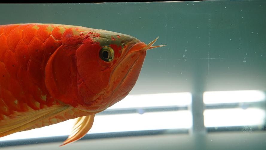 龍魚魚缸布景圖片大全集