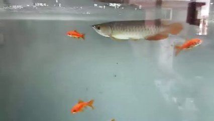 剛買的龍魚不吃東西怎么回事（龍魚不吃東西怎么辦）