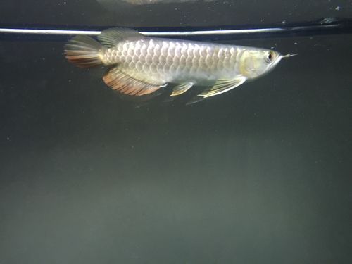 剛買的龍魚不吃東西怎么回事（龍魚不吃東西怎么辦）