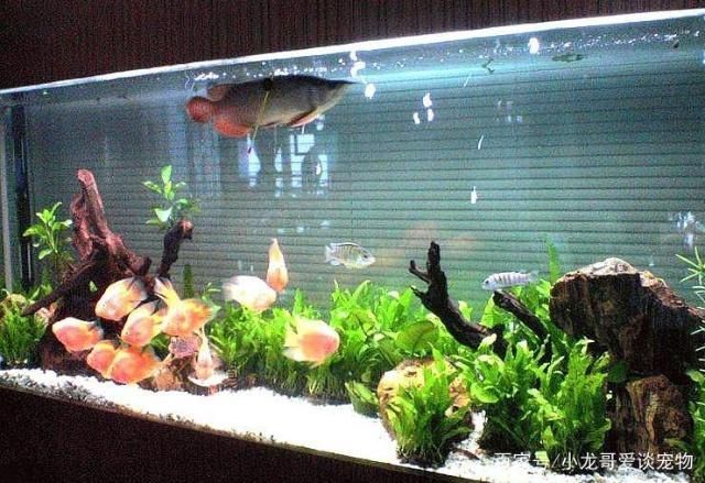 龍魚魚缸尺寸多大最好看 龍魚魚缸尺寸多大最好看 龍魚百科 第2張