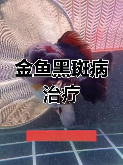 金龍魚長黑斑