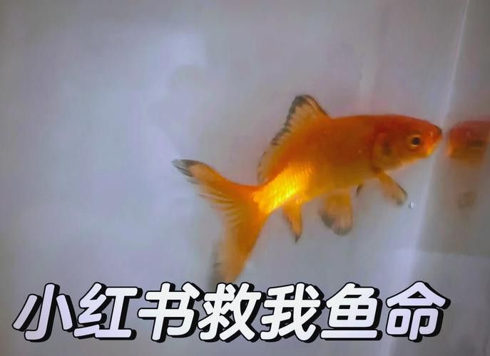 金龍魚長黑斑