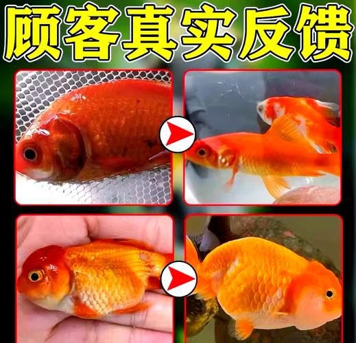 金龍魚長黑斑