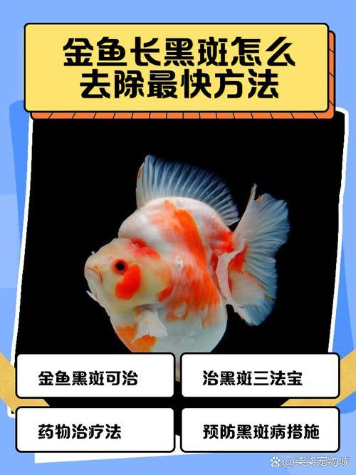 金龍魚長黑斑