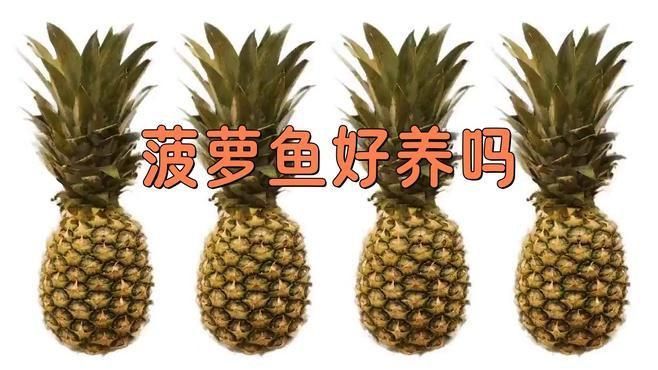 金菠蘿魚好養(yǎng)嗎
